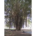 Hilo: : Banyon tree in Banyon Park, Hilo