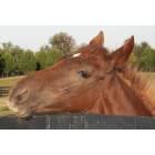 Lexington-Fayette: : Thoroughbred colt - Lexington aea horse farm