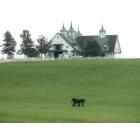 Lexington-Fayette: : Lexington area horse farm