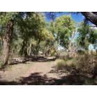 Albuquerque: : the bosque- cottonwood forest in the middle of the city