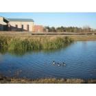 Lancaster: : Ducks at Lancaster Community Park