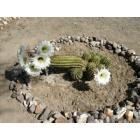 Quartzsite: Cactus in bloom