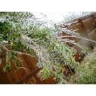 Lonoke: : Fallen tree branch due to ice storm