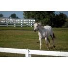 Lexington-Fayette: : The Kentucky Horse Park
