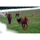 Lexington-Fayette: : The Kentucky Horse Park