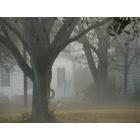 Pinehurst: across the street from my house, one foggy morning.