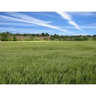 Hazel Green: Wheat field, Cornell Road, Hazel Green, AL
