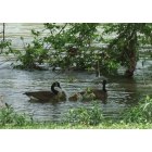 Connellsville: New family of Canadian Geese at the Connellsville River Park!