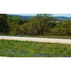 Blanco: wildflowers along 281 at North edge of town