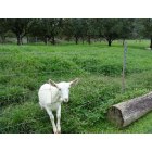 Honokaa: Hawaii Island Goat Dairy Great Cheese in Ahualoa Honokaa