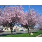Rancho Cordova: Spring in Capital Village Rancho Cordova