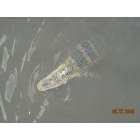 Pahokee: small gator in Lake Okeechobee