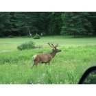 Emporium: Riding down the rode and this elk is standing there, beautiful creature