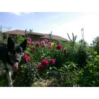 Raymore: Mr Fritz in the garden