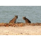 Marco Island: : Wow bobcats on Marco, photo by Tish Champagne