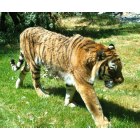 Billings: : Luna, remaining Siberian tiger at ZooMontana 11 July 2009