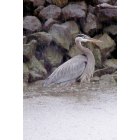 Deal Island: : A Great Blue Heron against the shoreline in the rain.