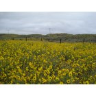 Syracuse: : Sunflowers in the sand dunes, south of Syracuse