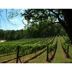 Murphy: : wine on the vine @ Vineyard Creek Estates... own a Log Home on a vineyard estate