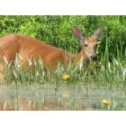 Fayette: Pregnant Doe at the water