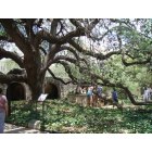 San Antonio: : Oak Tree at the Alamo