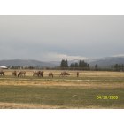 Kalispell: : Elk herd inside city limits