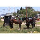 Westcliffe: : Amish Buggy and horses