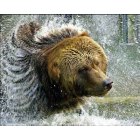 Kodiak: : kodiak brown bear