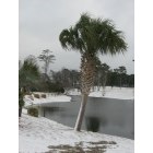 Sunset Beach: : Snow On Palm