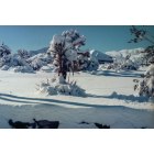 Yucca Valley: : A foot of snow inYucca Valley