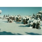 Yucca Valley: : Snow on the yucca plants