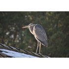 Exmore: : Grey Heron..loving nature!