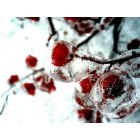 Table Grove: Frozen Berries