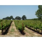 Lodi: : Vine yard and valley oaks just East of Lodi
