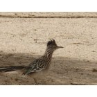 Yucca Valley: : Greater Roadrunner