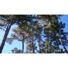 Longview: A view of some pretty Longview pine trees.