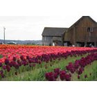 Charlotte: : a pic of ? color of flowers, with barn yard