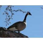Carson City: : Canadian Goose on a Silver Maple tree in downtown Carson City, Nevada