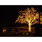 Bloomington: The Big Tree. The owners light up every branch every Christmas season