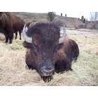 Elgin: elgin,buffalo bull