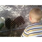 Gatlinburg: : our grandson blazen feeding baby bears at santas land, cherokee,nc