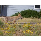 Estes Park: : Coyote in our Yard