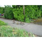 Eugene: : Geese family on a stroll on River Road, Eugene