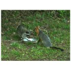 Murphy: : Raccoon and Fox sharing the same food dish