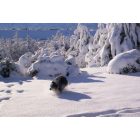 Hesperia: : Hesperia snow storm of 2008