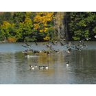Latrobe: Geese at St. Vincent Lake