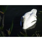Heber Springs: : trumpeter swan on magness lake in heber springs arkansas