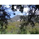 Mokelumne Hill: oak trees on the gold trail