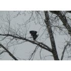 Colorado City: Bald Eagle at Lake Beckwith in Colorado City