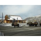Gardiner: Buffalo in Town